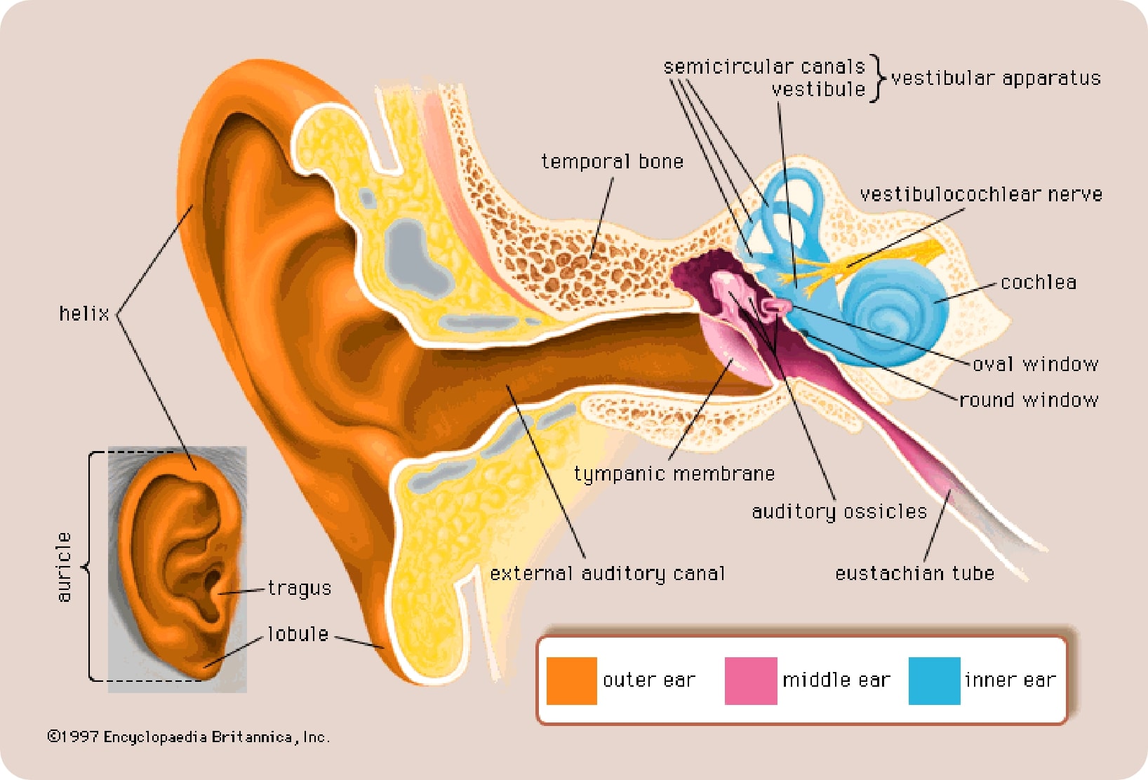 blog/ear-canal.jpg